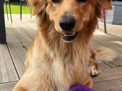 Shiva et Rohan cherchent des familles pour leurs petits 1500 62140 Cavron-saint-martin