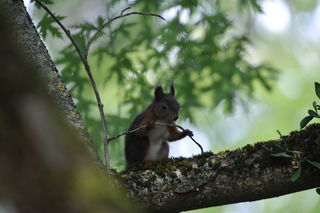  Villa � vendre 11 pi�ces 315 m�