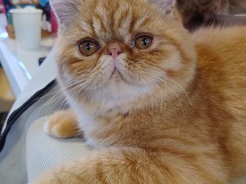 APOLLON DU DOMAINE AUX IRIS 1665 78840 Moisson