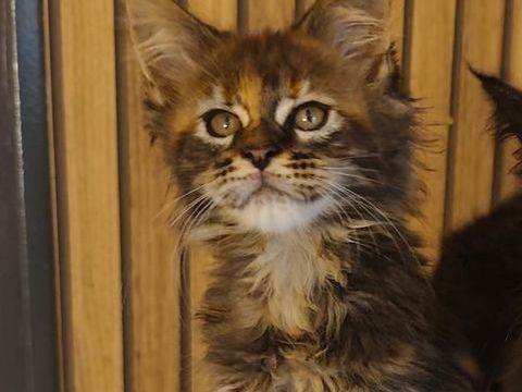 Chatons Maine Coon Loof 1300 28360 Luplant