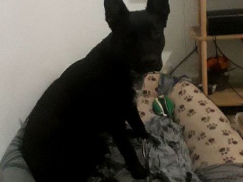 Staff croisé malinois 0 38160 Saint-marcellin