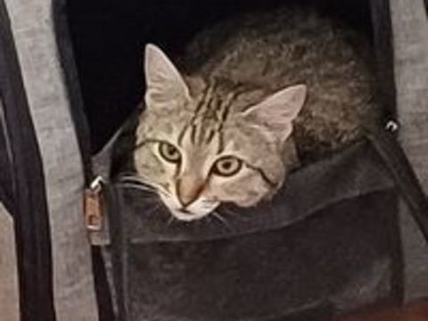 ISO FEMELLE TIGREE 2 ANS 1/2 195 92260 Fontenay-aux-roses