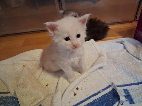 A r&eacute;server chatons m&acirc;les n&eacute;s le 20 mai 2026 0 62740 Fouquières-lès-lens