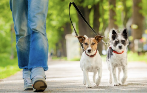 garde de vos animaux &agrave; domicile, 0 83600 Fréjus