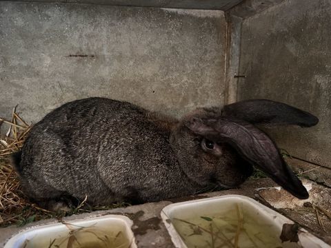 B&eacute;b&eacute; lapine G&eacute;ant des Flandres pure race 15 38390 Charette