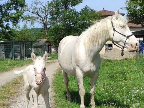 Jument homozygote champagne et cr&egrave;me tr&egrave;s sociable pleine 7000 63190 Bort-l'Étang