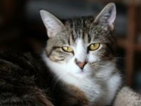 ESPOIR FEMELLE SENIOR TIGRE BLANC 10 ANS 1/2 145 92260 Fontenay-aux-roses