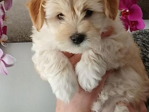 Chiot havaton 650 22100 Lanvallay