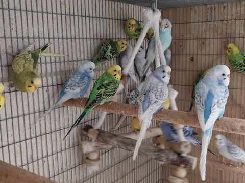 Perruches ondulées 10 78410 Flins-sur-seine