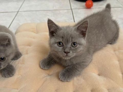 Magnifiques chatons scottish fold & straight 400 93140 Bondy