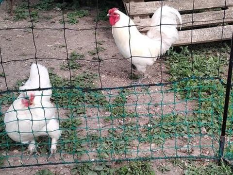 Couple coq nain et poule naine blancs 20 17100 Saintes