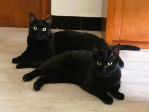 CLEO ET CALYPSO 0 26200 Montlimar