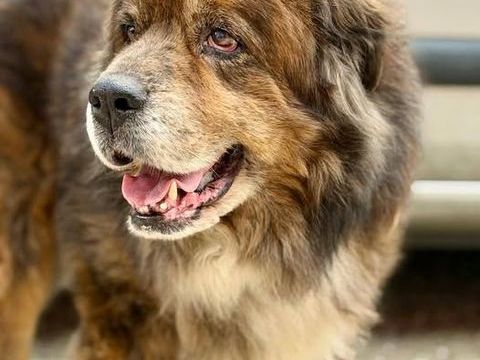 Chien REX &agrave; l adoption 100 26700 La garde-adh�mar