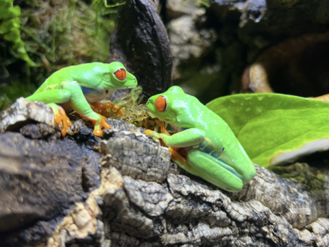 grenouilles Agalychnis callidrya 75 31520 Ramonville-saint-agne