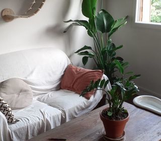  Appartement � louer 3 pi�ces 50 m�