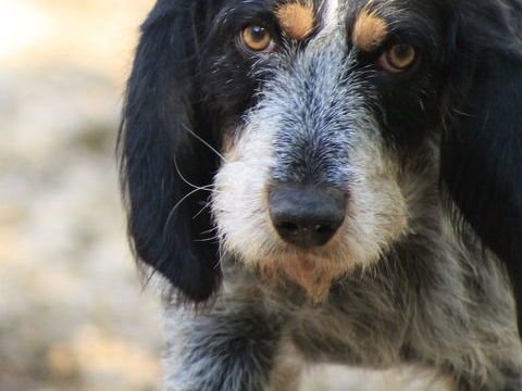 Sam cherche une famille... 0 34000 Montpellier