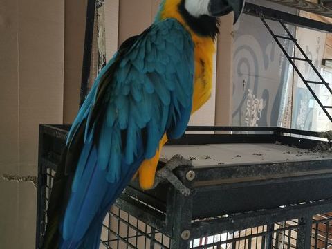 Ararauna m&acirc;le de 2 ans 1100 30900 Nimes