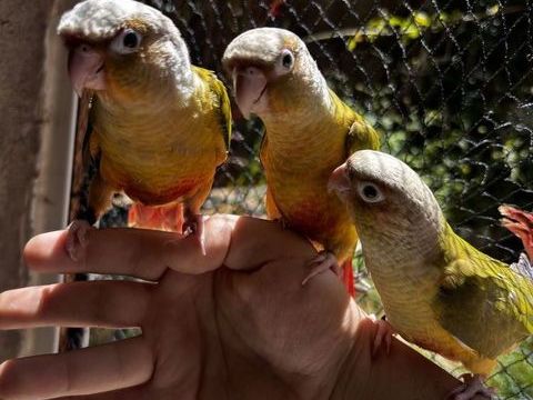 Jeune 2026 Conure ananas 280 38200 Vienne