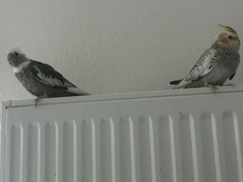 Couple de Calopsitte 150 31200 Toulouse