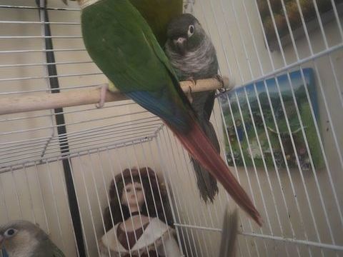 Conures Molinae eam 180 65800 Aureilhan