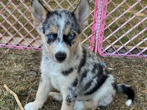 Pomsky F3 700 24410 Festalemps