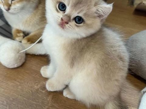 Magnifiques chatons british shorthair bleu golden 1300 95430 Auvers-sur-oise