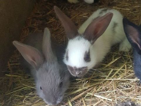 Lapin papillon Fran&ccedil;ais porteur de 5 g&egrave;nes de couleurs  :-) 20 77540 Courpalay