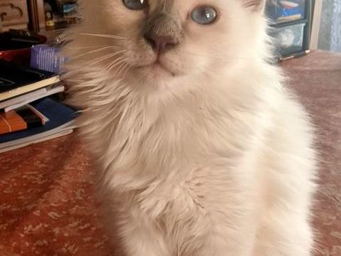 Magnifiques chatons Sacré de Birmanie LOOF 900 38110 Saint-clair-de-la-tour