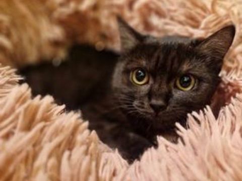 URPHEE 190 71490 Couches