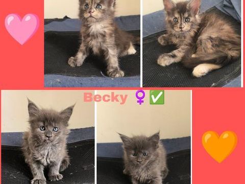 4 chatons Maine coon LOOF 1650 77460 Souppes-sur-loing