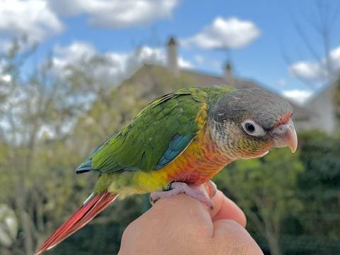 Tr&egrave;s Belles Conure Molina&eacute; EAM TR&Egrave;S BIEN APPRIVOIS&Eacute;ES 2026 450 94450 Limeil-br�vannes