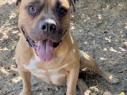 BOBINO, amstaff LOF, 7 ans SAUVETAGE 0 34500 Béziers