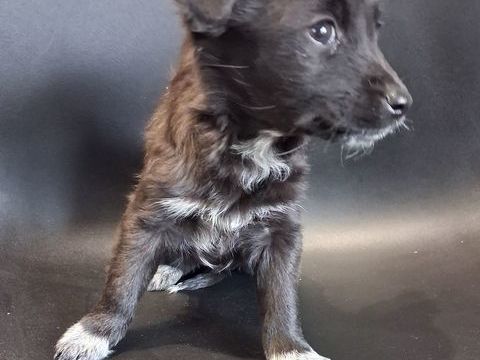 LABRADOR 0 13700 Marignane