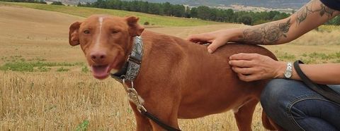 "Futur" beau podenco de 3 ans, cherche une famille aimante 315 24140 Douville