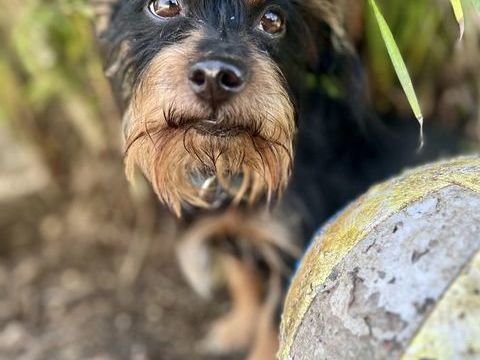 Mogwai, mâle X yorkshire terrier né le 10/10/2023&#128054; 380 80000 Amiens