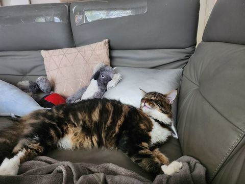 Propose un chat m&acirc;le maine coon &acirc;g&eacute;e de un an st&eacute;rilis&eacute;  0 67200 Strasbourg