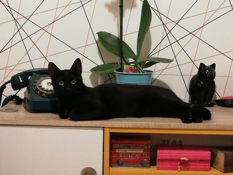 Odette 10 mois à l'adoption 160 76600 Le havre