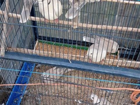 Tourterelles &agrave; collier 8 78680 �p�ne