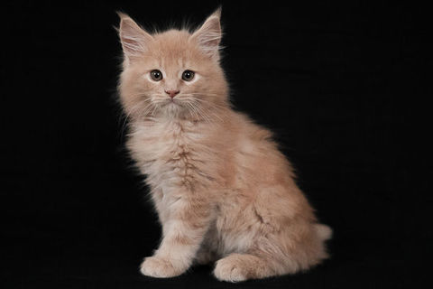 Superbe chaton Maine Coon loof à réserver, lignée outcross 1600 51350 Cormontreuil