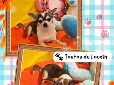 Chiot chihuahua m&acirc;le poils courts 450 18140 Pr�cy