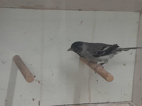 CANARI NOTATA X RAZA 2025 70 95170 Deuil-la-barre