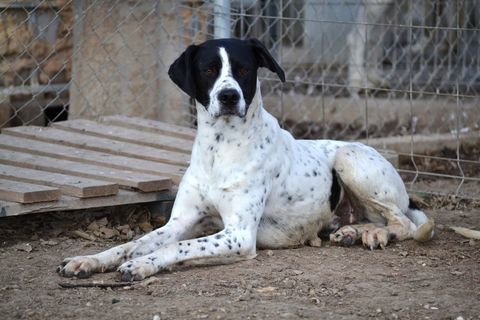 DABY magnifique chien de race Pointer, m&acirc;le, bient&ocirc;t &acirc;g&eacute; de deux ans. 315 24140 Douville