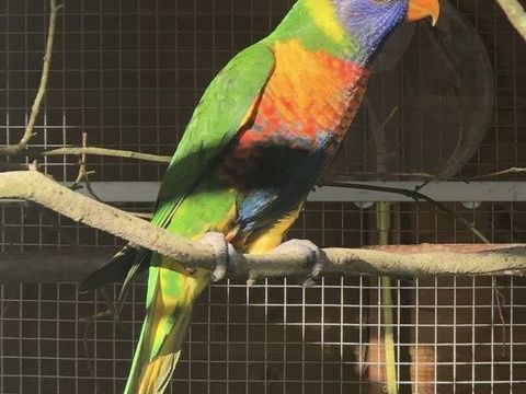 Perruche  femelle loriquet de swainson 200 79200 Ch�tillon-sur-thouet