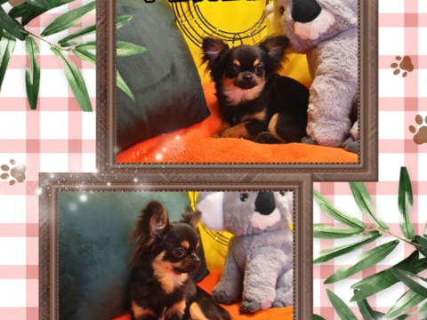 Chiot chihuahua femelle poils longs 700 18140 Pr�cy