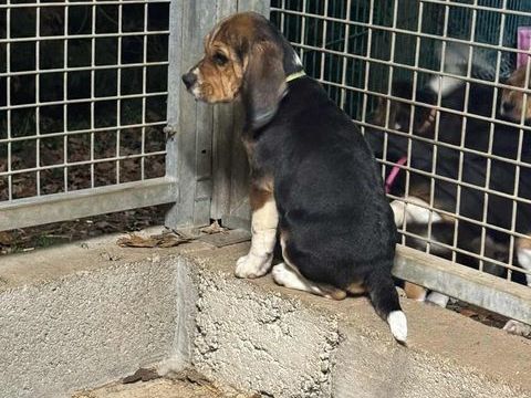 Chiots Beagle NON LOF ? 1 mâle & 1 femelle ? nés le 30/08/20 450 79200 Chtillon-sur-thouet