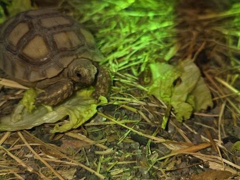 Tortue de terre 150 62160 Bully-les-mines