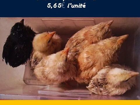 Poussins 5 euros 65 centimes 6 93800 �pinay-sur-seine