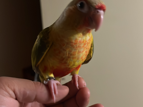 Conure apprivois&eacute; 220 67310 Wasselonne
