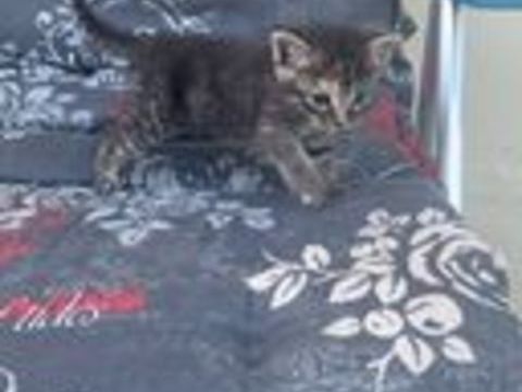   Don contre bon soin de 4 chatons 1 mâle et 3 femelles.  