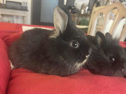 LAPINS EXTRAS NAINS 50 83000 Toulon